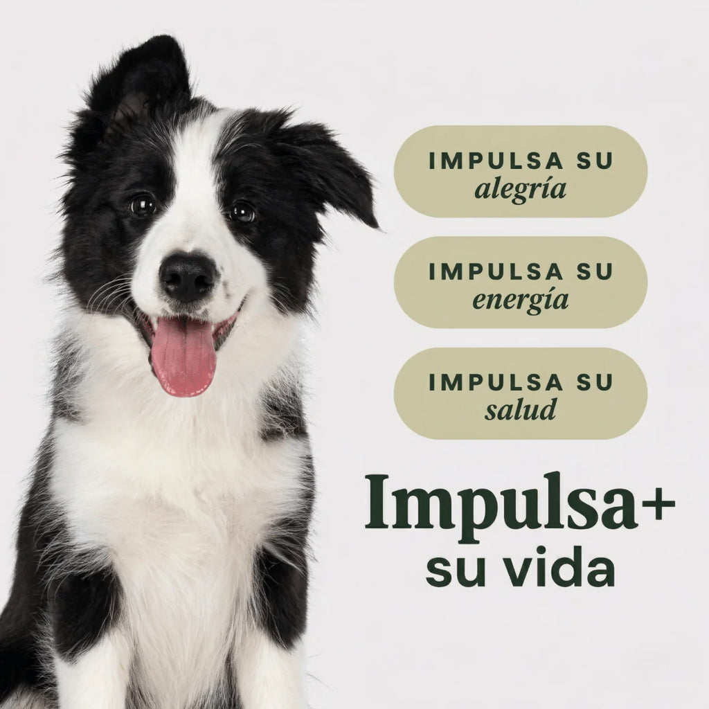 Instinct Raw Boost Alimento Seco para Cachorros | Receta de Pollo
