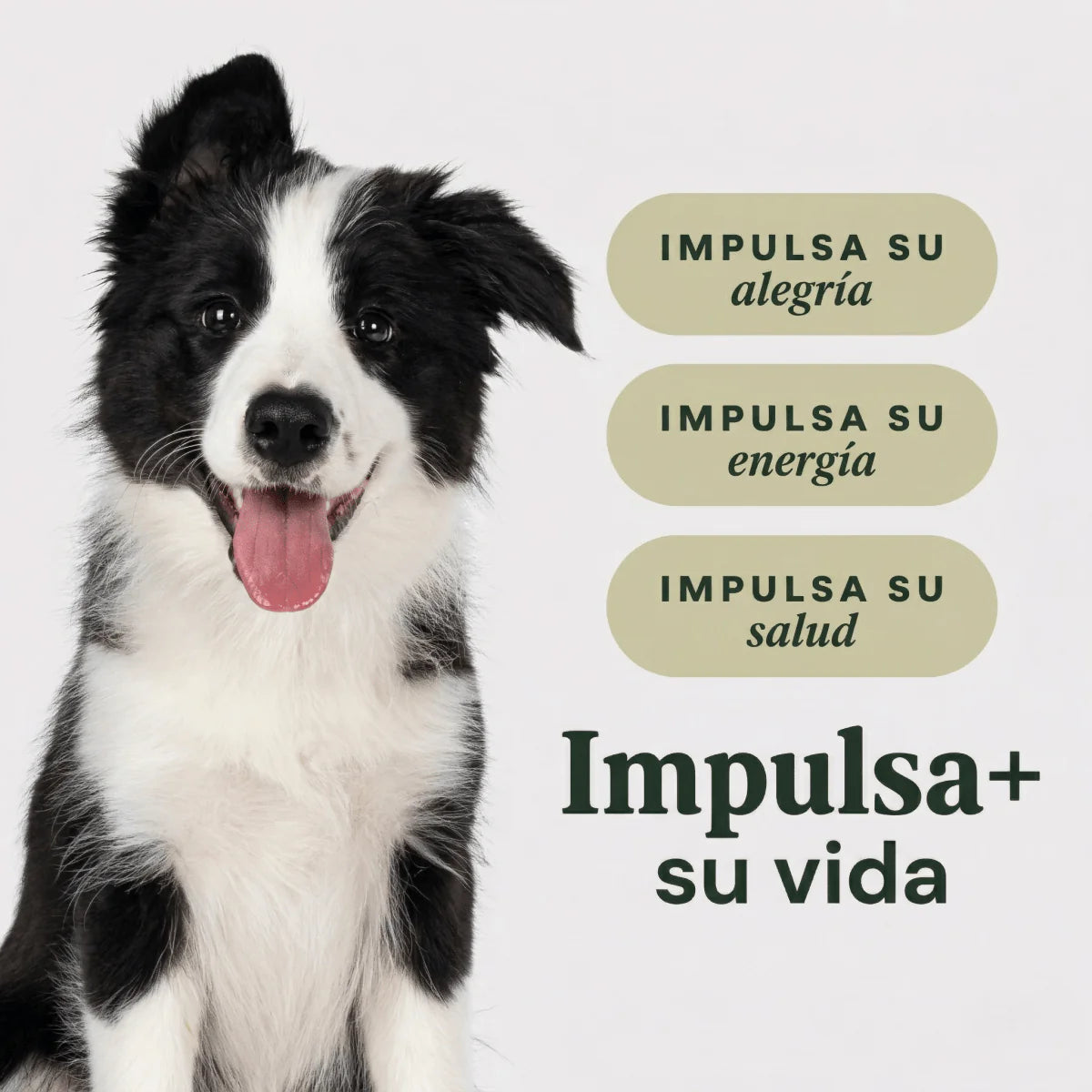 Instinct Raw Boost Alimento Seco para Cachorros | Receta de Pollo